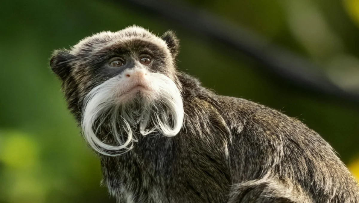 Emperor Tamarin Facts