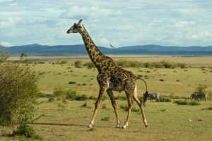 Giraffe Animal Image