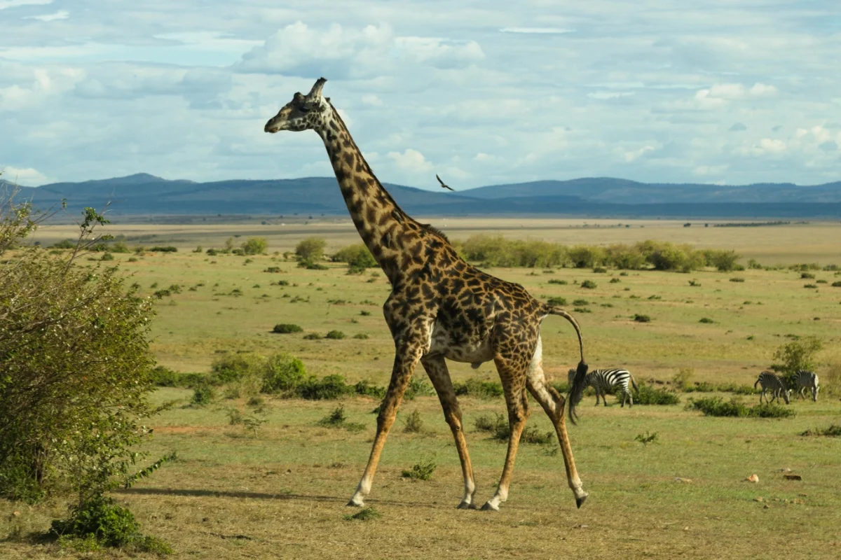 Giraffe Animal Image