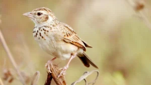 Indian bush lark facts