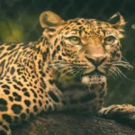 Leopard Facts