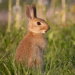 Rabbit Facts