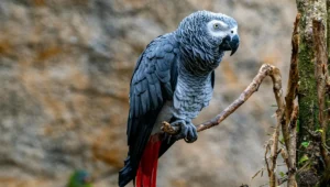 African Grey Parrot facts – intelligent African Grey Parrot perched on a tree branch