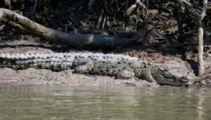 American Alligator Facts