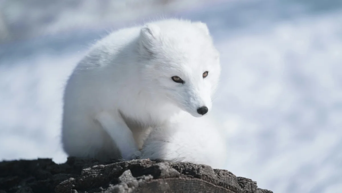 Arctic Fox Facts