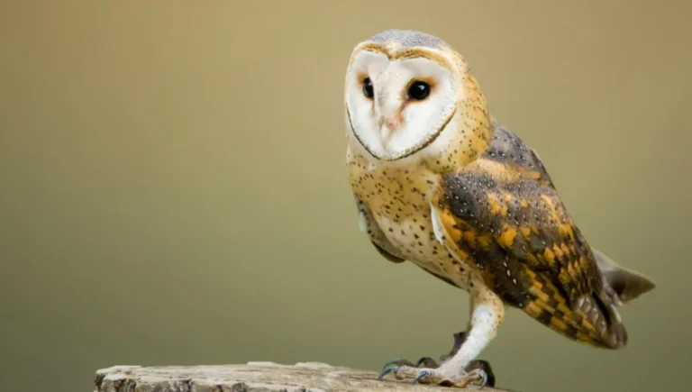 Barn owl facts – barn owl with heart-shaped face perched on a tree stump.