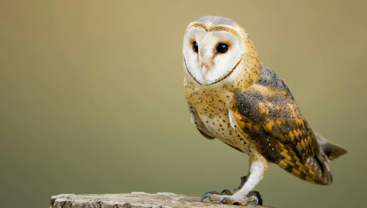 Barn owl facts – barn owl with heart-shaped face perched on a tree stump.
