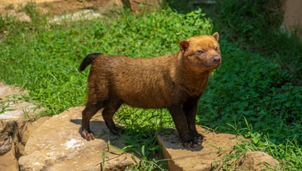 Bush Dog Facts