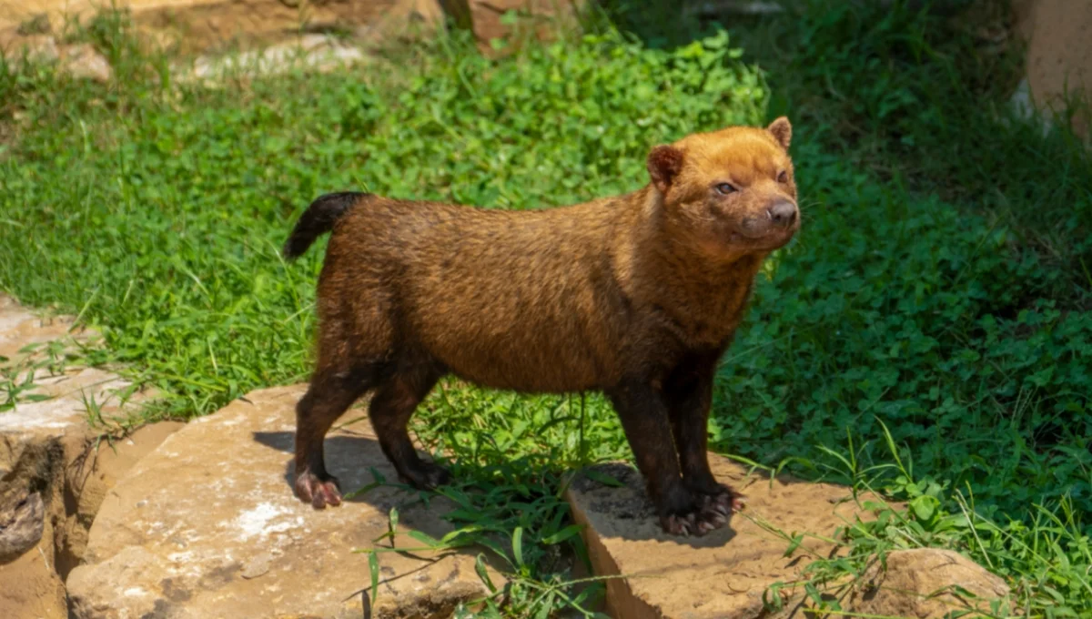 Bush Dog Facts