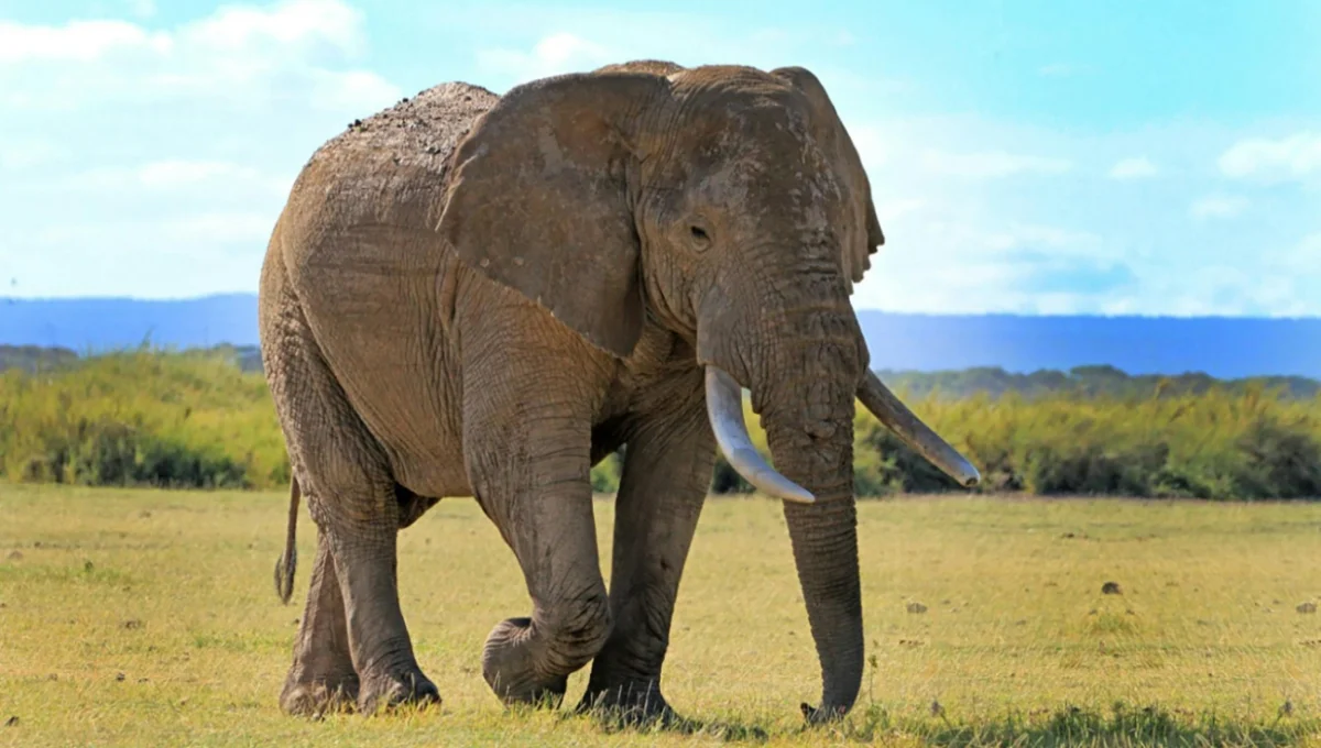 Elephant facts – Elephant walking across savanna grassland in natural wildlife habitat