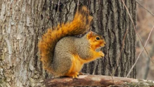 Fox Squirrel Facts