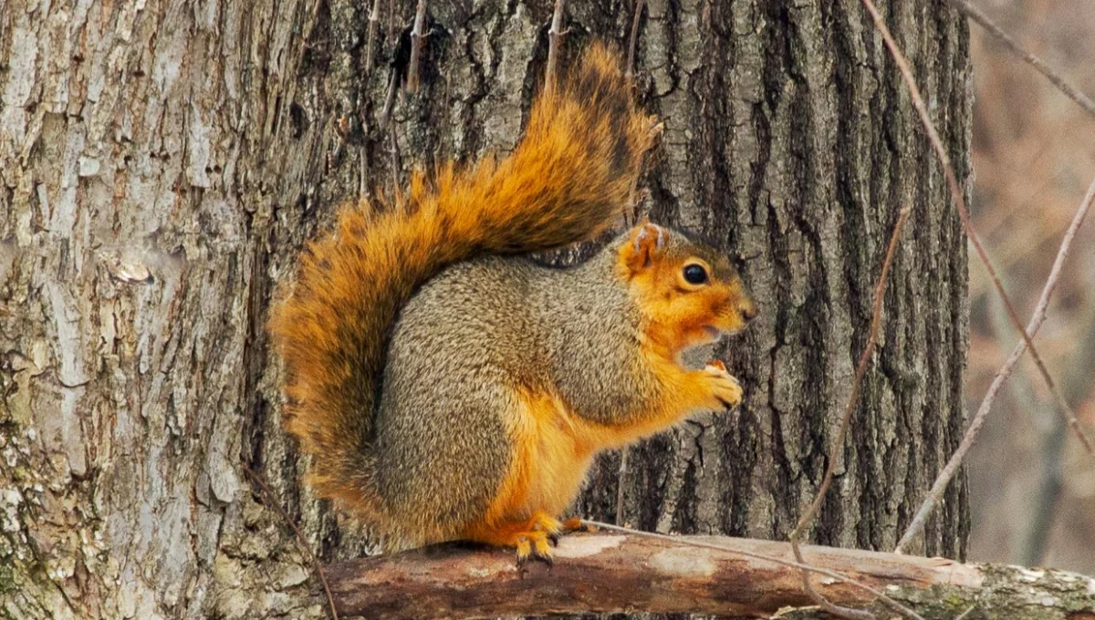 Fox Squirrel Facts