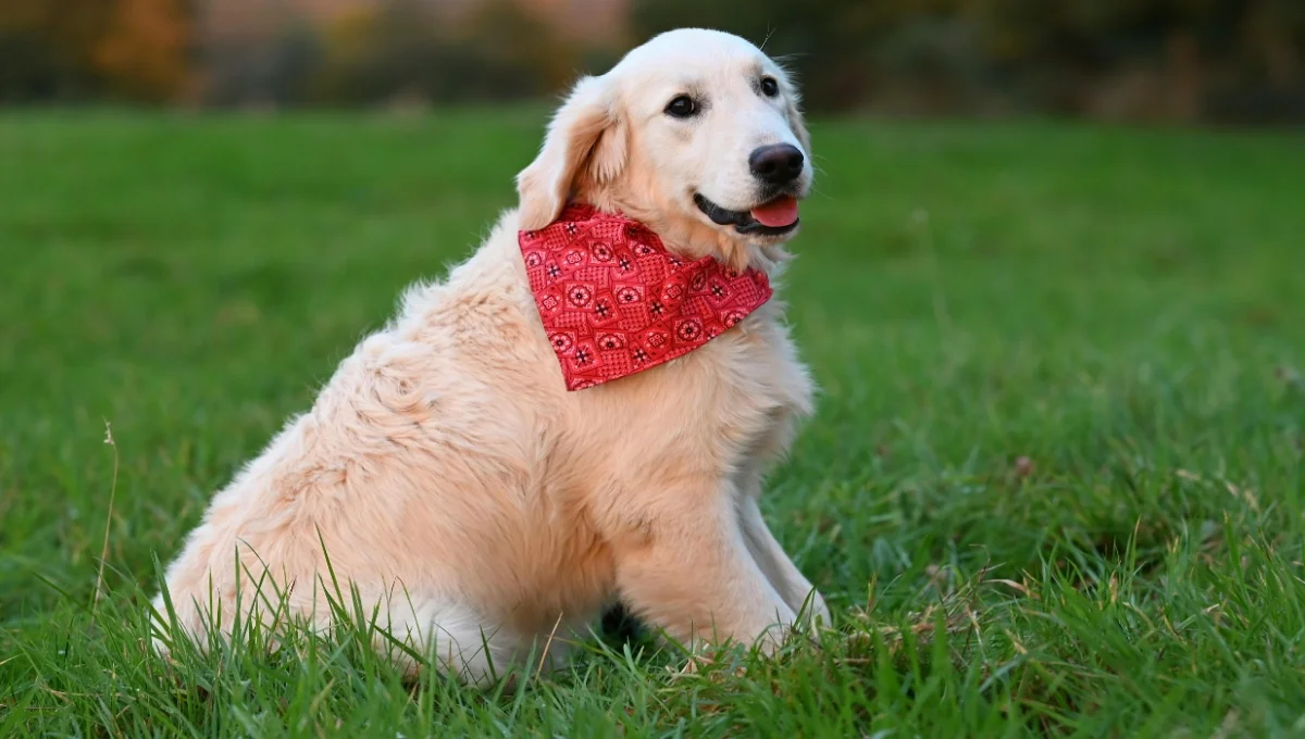 Golden Retriever Facts
