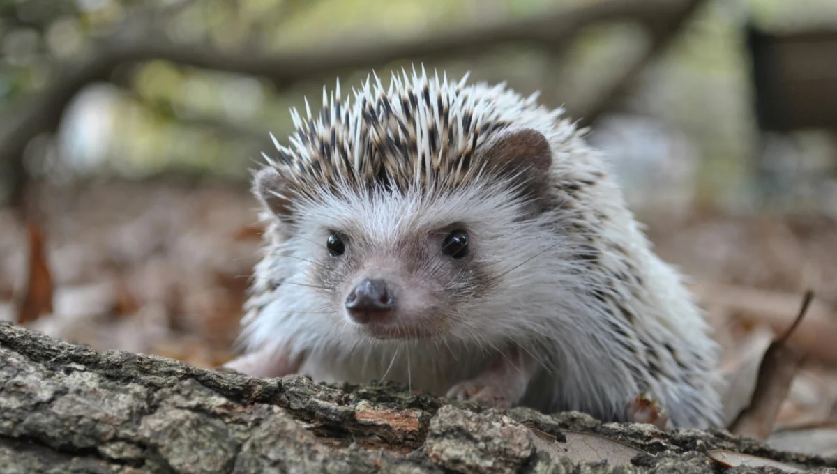 Hedgehog Facts