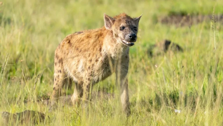 Hyena Facts