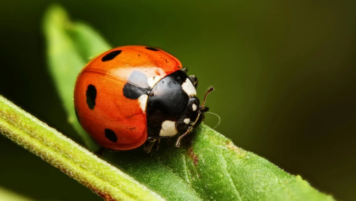 Ladybug Facts