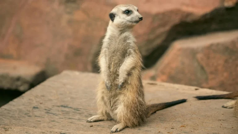 Meerkat Facts
