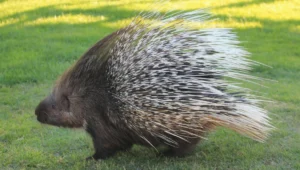 Porcupine Facts