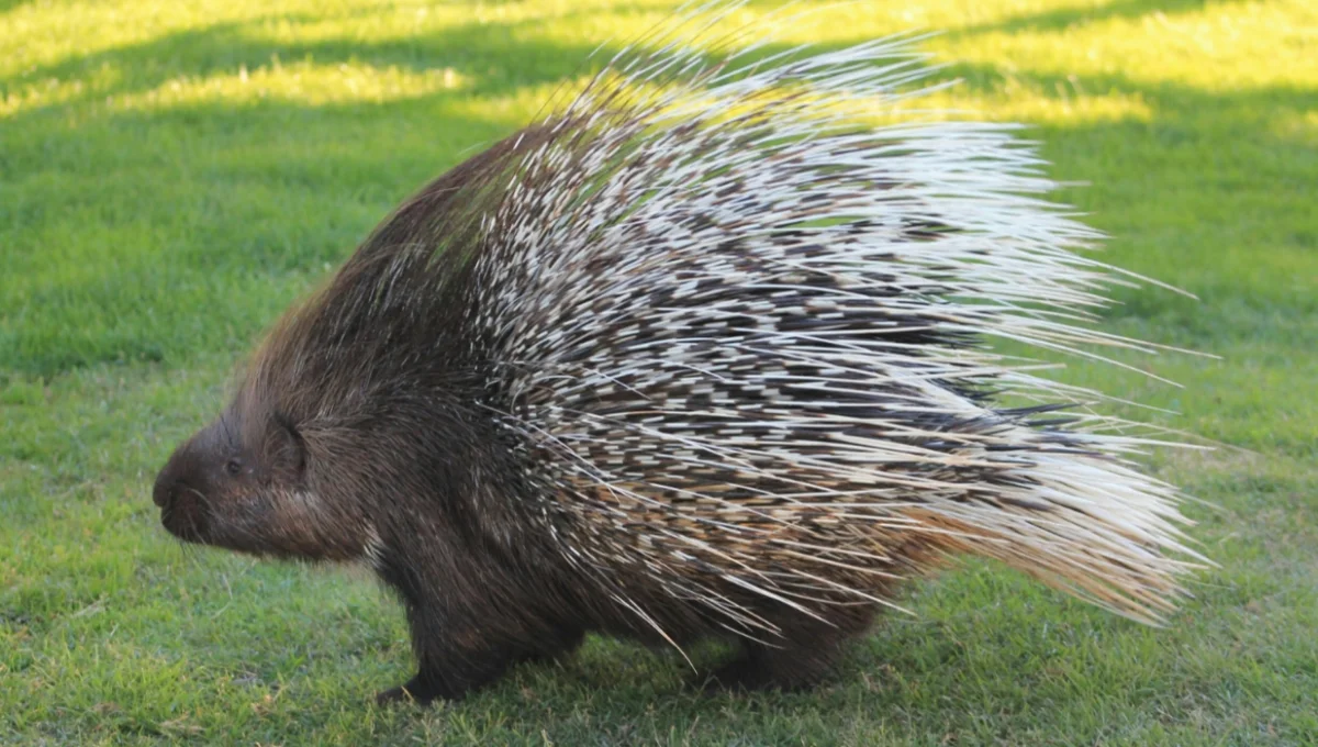 Porcupine Facts