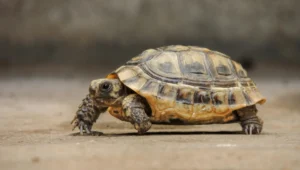 Tortoise Facts