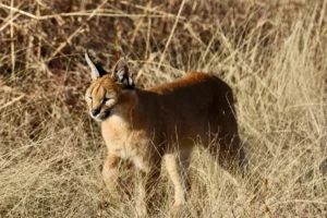 All About Caracal
