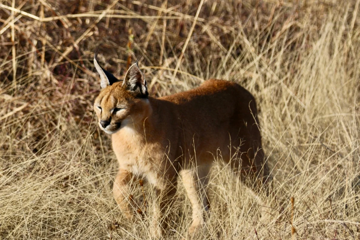 All About Caracal