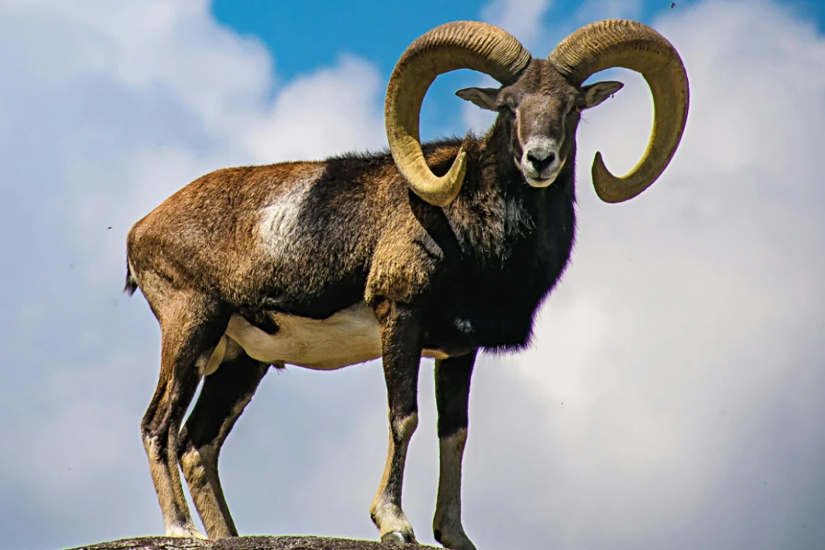 European Mouflon