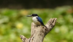 Forest Kingfisher