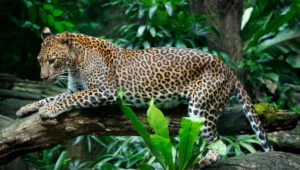 Jaguar