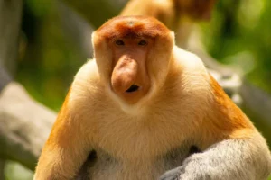 All About Proboscis Monkey