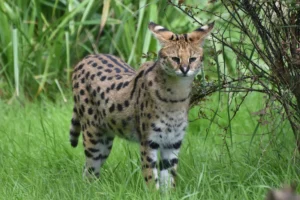 All About Serval