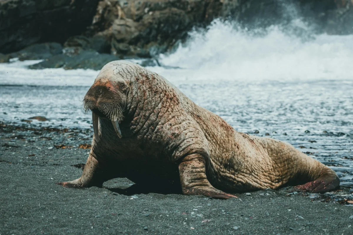All About Walrus