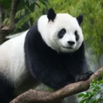 Giant Panda