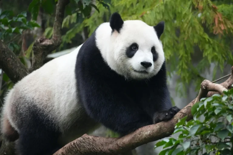 Giant Panda
