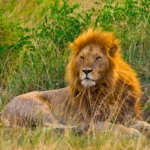 Lion Facts