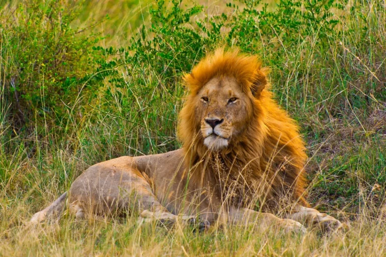 Lion Facts